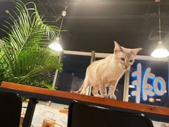 -Cappucimeow猫咪咖啡馆(韦伯时代店)