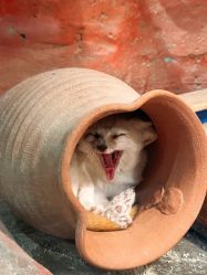 -Zoolung Zoolung动物主题公园(海信广场店)