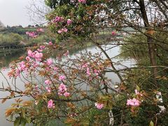 -重庆园博园