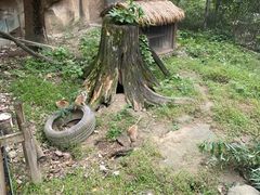 -成都动物园