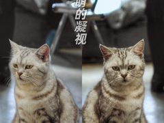 -浣熊柯尔鸭土拨鼠·电玩咖