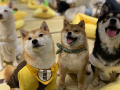 -逗柴咖啡屋·狗咖猫咖宠物桌游