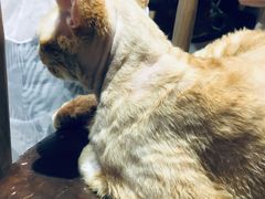 -Heymao猫咖.咖啡厅(东门店)