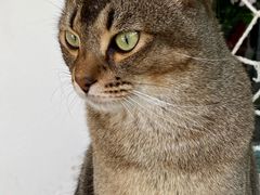 -喵屿·大理花园猫咖