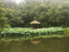 -上海滨江森林公园