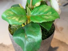 -三生三味密宗川菜(来福士店)