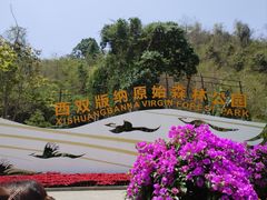 -西双版纳原始森林公园