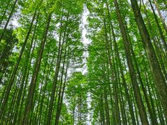 -山王坪喀斯特国家生态公园