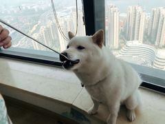 -柴犬小屋·柴餐厅·狗咖食堂(金鼎广场店)