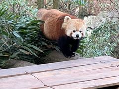 -都江堰中华大熊猫苑