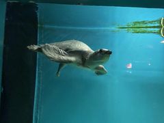 -大连圣亚海洋世界