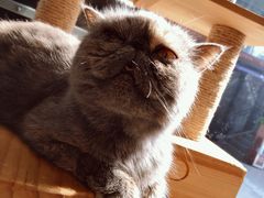 -more than meow吴止猫主题餐厅(承德 中船汇店)