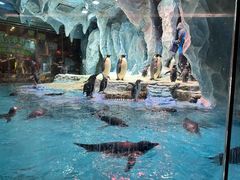 -帝企鹅自助餐厅•儿童岛•真企鹅(长隆企鹅酒店)