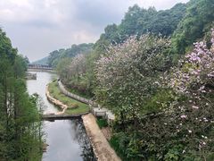-广州市帽峰山景区
