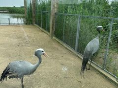 -盐城丹顶鹤湿地生态旅游区