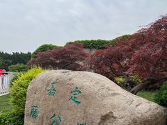 -嘉定紫藤园