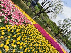 -上海鲜花港