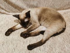 -藏猫猫咖啡主题馆(中央大道店)