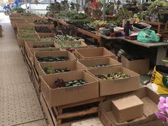 -龙大花卉苗木市场