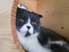 -我爱猫咪·猫咖·狗咖·安哥拉兔·羊驼咖(小寨华旗店)