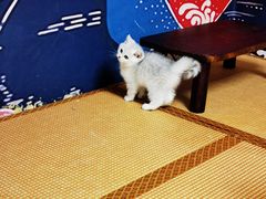 -泰国佛·塔罗·泰牌狐仙古曼