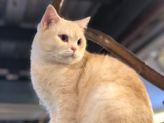 -more than meow吴止猫主题餐厅(承德 中船汇店)