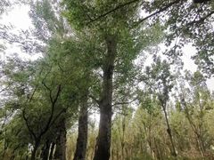 -东郊湿地公园