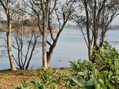 -贡湖湾湿地公园
