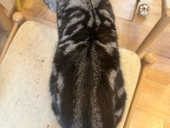 -猫咪派对(江南西店)