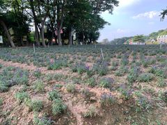 -松山湖梦幻百花洲