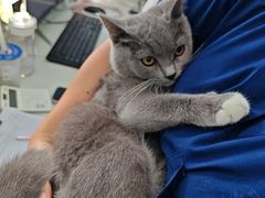 -博特宠物医院24h犬猫全科.骨科·异宠