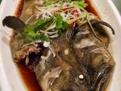 清蒸青斑鱼-双井轩(双井店)