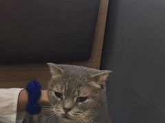 -喵园·猫主题咖啡厅·撸猫·猫咖(国贸店)