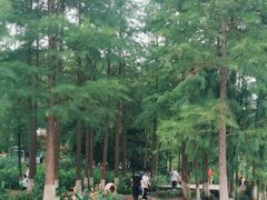 -重庆彩云湖湿地公园
