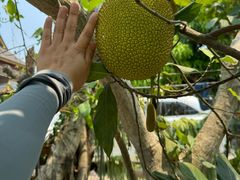 -西双版纳傣族园