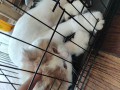 -志龙皇冠吃货椰子铺