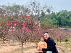 -南国桃园旅游度假区