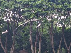 -广州长隆飞鸟乐园