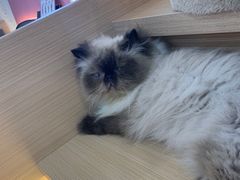 -喵园·猫主题咖啡厅·撸猫·猫咖(国贸店)