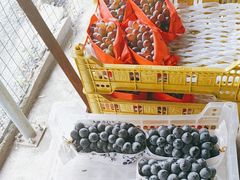 -马陆小张葡萄园农家乐