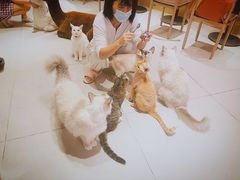 -Heymao猫咖.咖啡厅(东门店)
