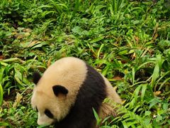 -中国大熊猫保护研究中心雅安碧峰峡基地