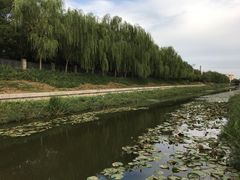 -金星公园