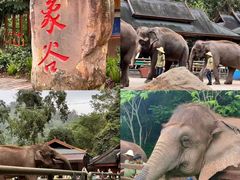-西双版纳原始森林公园