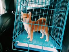 -翊宠yipet猫狗购宠庄园犬舍•猫舍