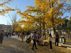 -三里屯东五街银杏大道