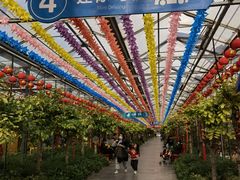 -南宫五洲植物乐园