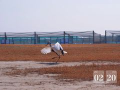 -盐城丹顶鹤湿地生态旅游区