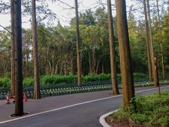 -东平国家森林公园
