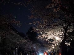 -武汉大学-樱园